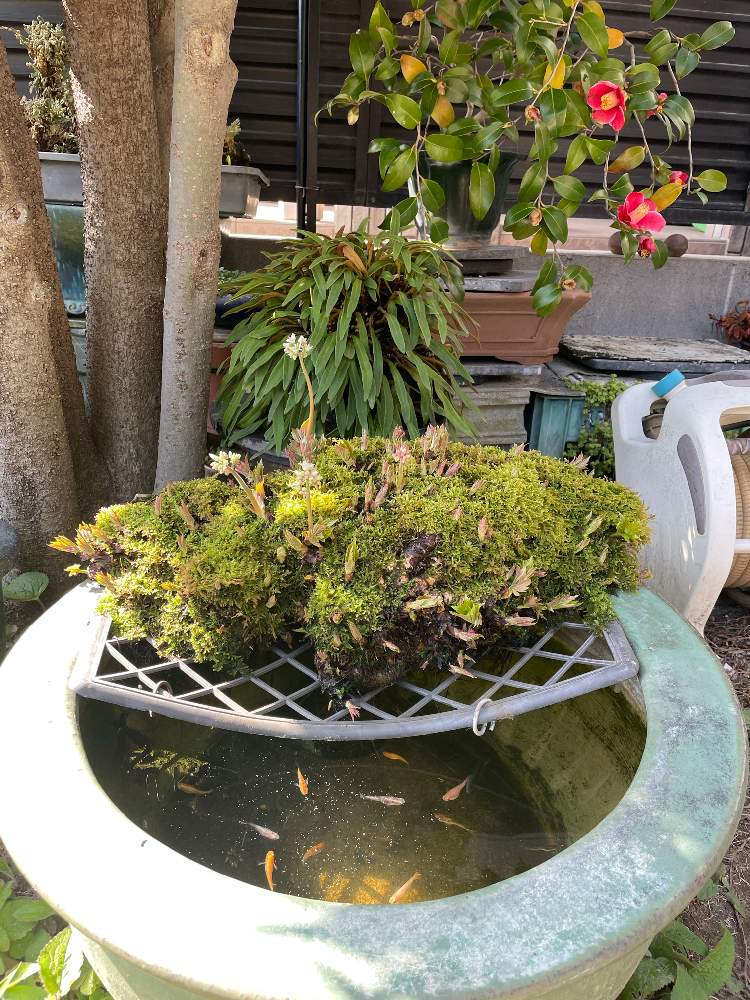 盆栽の投稿画像 By Ryo Ggさん 山野草 21月3月18日 Greensnap グリーンスナップ