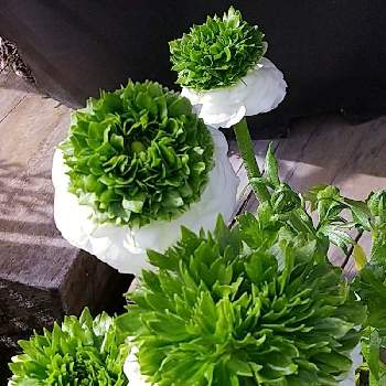 面白い花の投稿画像一覧 Greensnap グリーンスナップ