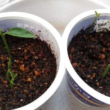 ナツミカンの育て方 水やりや肥料の量は 鉢植えでも栽培できる Greensnap グリーンスナップ