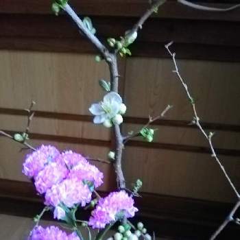 カラテア マコヤナの投稿画像 By Aoさん 斑入りモンステラとバリントニアとモンステラ属と観葉植物と 斑入りモンステラと観葉植物のある暮らしとモンステラ大好き 月10月15日 Greensnap グリーンスナップ