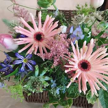 カラテア マコヤナの投稿画像 By Aoさん 斑入りモンステラとバリントニアとモンステラ属と観葉植物と 斑入りモンステラと観葉植物のある暮らしとモンステラ大好き 月10月15日 Greensnap グリーンスナップ