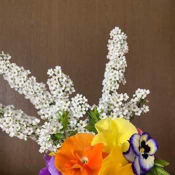 カラテア マコヤナの投稿画像 By Aoさん 斑入りモンステラとバリントニアとモンステラ属と観葉植物と 斑入りモンステラと観葉植物のある暮らしとモンステラ大好き 月10月15日 Greensnap グリーンスナップ