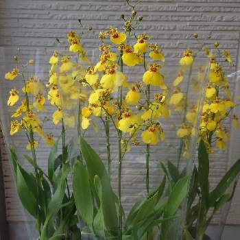 カラテア マコヤナの投稿画像 By Aoさん 斑入りモンステラとバリントニアとモンステラ属と観葉植物と 斑入りモンステラと観葉植物のある暮らしとモンステラ大好き 月10月15日 Greensnap グリーンスナップ