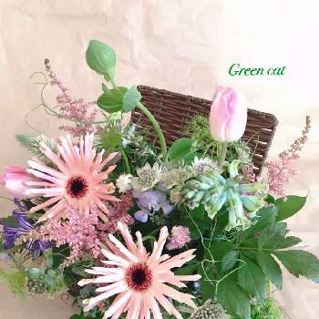 カラテア マコヤナの投稿画像 By Aoさん 斑入りモンステラとバリントニアとモンステラ属と観葉植物と 斑入りモンステラと観葉植物のある暮らしとモンステラ大好き 月10月15日 Greensnap グリーンスナップ