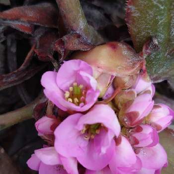 可愛いつぼみの投稿画像一覧 Greensnap グリーンスナップ