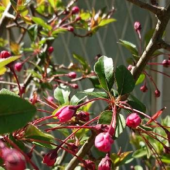 カイドウザクラの投稿画像一覧 Greensnap グリーンスナップ