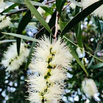 オーストラリア植物の投稿画像一覧 Greensnap グリーンスナップ