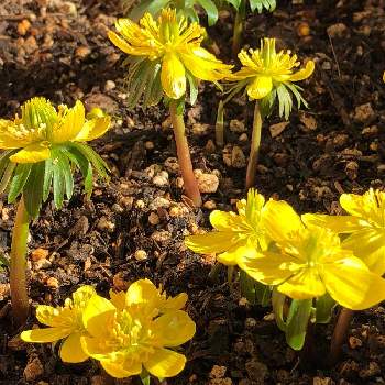 キバナセツブンソウの花の投稿画像一覧 Greensnap グリーンスナップ