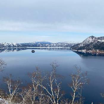 シラカバ（白樺）の画像 by charkunさん | お出かけ先と北海道の景色と摩周湖とシラカバ（白樺）と弟子屈と北海道