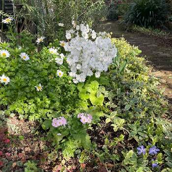 プリムラマラコイデス白の画像 by tamagopanさん | 小さな庭とプリムラ・マラコイデス とヒメツルニチニチソウとヒメツルソバ（ポリゴナム）とノースポール(クリサンセマム)とポリゴナムと我が家の庭♡となぜ？とおうち園芸と花のある暮らしとプリムラマラコイデス白