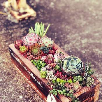 Diyモルタル鉢の投稿画像一覧 Greensnap グリーンスナップ