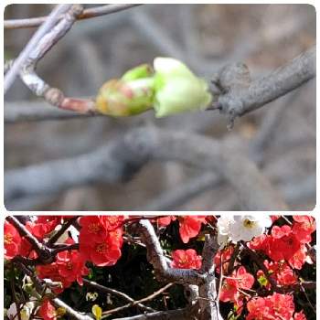 ドウダンツツジの蕾の投稿画像一覧 Greensnap グリーンスナップ