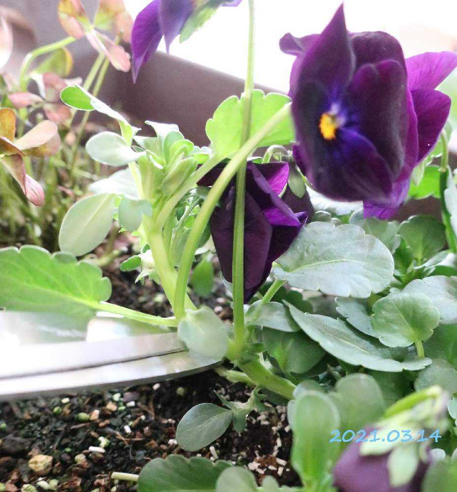 ビオラの摘芯ってどうやるの Greensnap グリーンスナップ