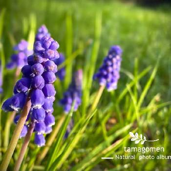 グレープヒヤシンスの投稿画像一覧 Greensnap グリーンスナップ