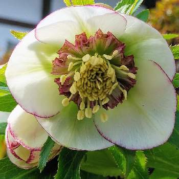 クリスマスローズ セミダブルの投稿画像一覧 Greensnap グリーンスナップ