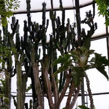 仙女の舞 Greensnap グリーンスナップ