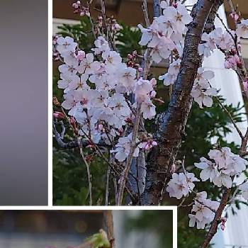 コヒガンザクラの画像 by かたかごさん | お出かけ先とコヒガンザクラと癒やされると医療・介護の皆様に感謝とピンクの花と素敵な花とお花大好きときれいとありがとう医療従事者の方々としあわせ運べるようにと桜 2021と良い香りと頑張ろう日本❣️