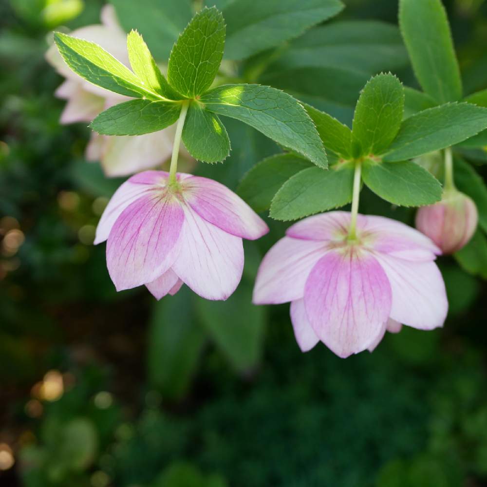 No Green No Lifeの投稿画像 By 花畑さん お花に癒されてと クリスマスローズと可愛いと花のある暮らしと好きなお花と春に育てた花21 21月3月19日 Greensnap グリーンスナップ