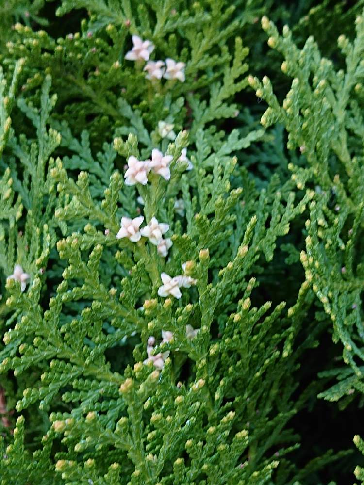 コノテガシワの投稿画像 By ナナさん ワクワクの花たちと花散歩と可愛いお花とお散歩道の花たちと綺麗なお花と大好きなお花と白いお花と明日はきっと良い日になる 21月3月19日 Greensnap グリーンスナップ