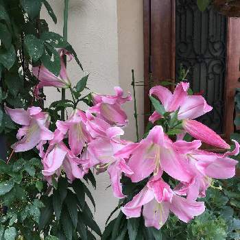 カサブランカ ピンクの投稿画像一覧 Greensnap グリーンスナップ