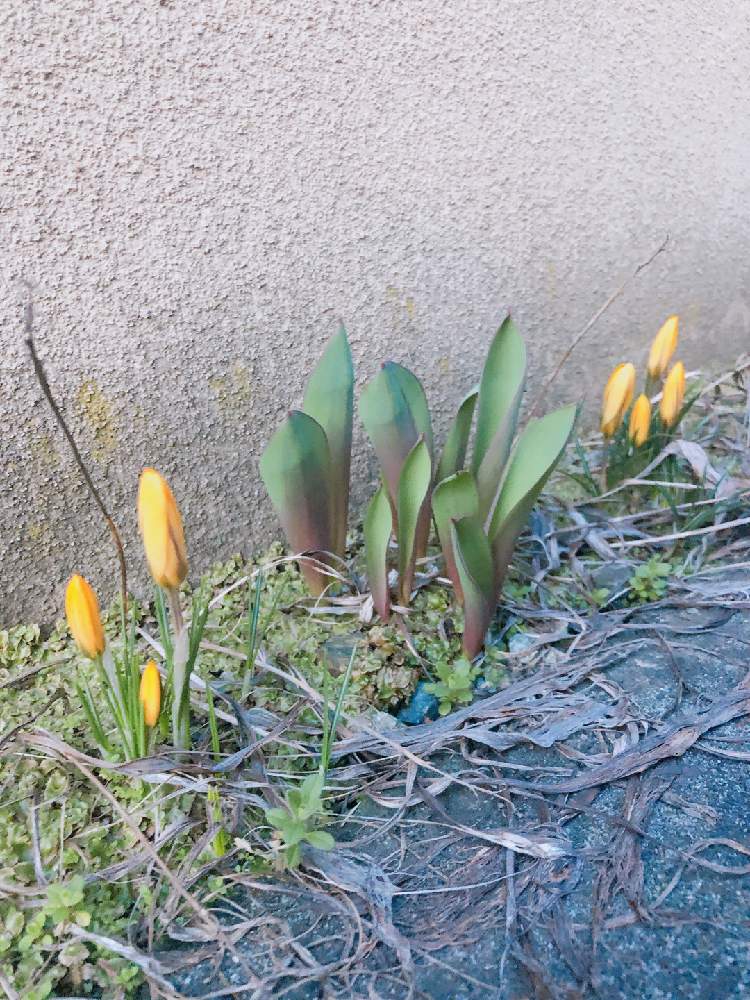 花のある暮らしの投稿画像 By まなあゆさん チューリップとクロックスとクロッカス 21月3月19日 Greensnap グリーンスナップ