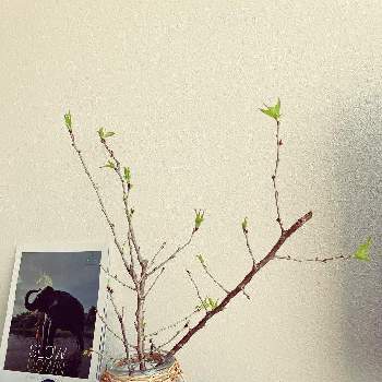 家でお花見の画像 by SAORIさん | 部屋と啓翁桜と若葉と観葉植物と葉っぱと観葉植物好きと葉桜と家でお花見とリビングルームと観葉植物のある暮らしと可愛いとさくらと新芽とインテリアグリーン