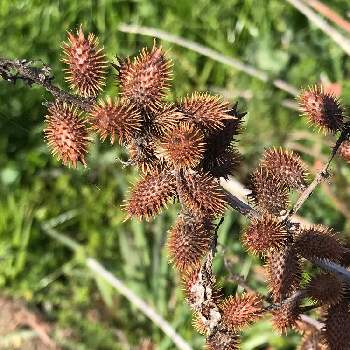 ひっつき虫 オナモミ の投稿画像一覧 Greensnap グリーンスナップ