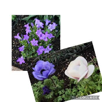 カンパニュラ メリーベル Proven Winners Pw ガーデニング 園芸 花苗 低木 多肉植物 花 植物