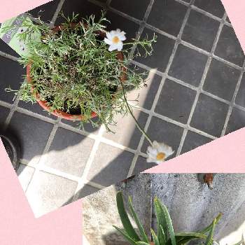 ローダンセダムアフリカンアイズの画像 by ピンクの山茶花さん | 玄関とヒヤシンスの花とローダンセダムアフリカンアイズ