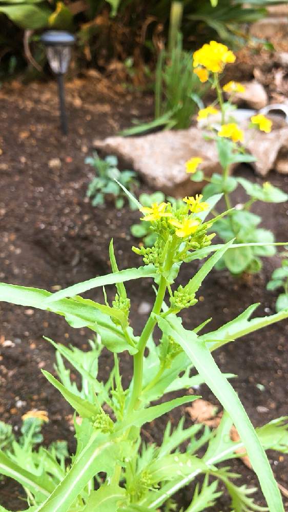 水菜の投稿画像 By えりさん 21月3月19日 Greensnap グリーンスナップ