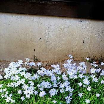 ハナニラ（花韮）の画像 by 華子さん | お出かけ先とハナニラ(イフェイオン)とハナニラ（花韮）と球根と山野草と多年草と星形の花