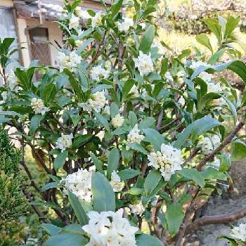 沈丁花の白花の画像 by マサさん | 花のある暮らしと沈丁花の白花と自宅の庭