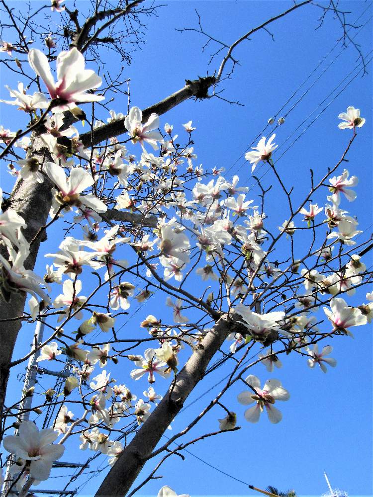 コブシの投稿画像 By 栗 かのこさん 花木と白い花と春の訪れ 21月3月19日 Greensnap グリーンスナップ