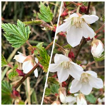 別名 黄苺 の投稿画像一覧 Greensnap グリーンスナップ