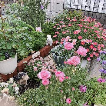 ビオララブの画像 by まりこさん | 小さな庭と庭が華やかとエネモフィラニベア⭐とラナンキュラス♪と春は楽しい♥と❇︎ラナンキュラスとマーガレット・ストロベリーホイップとビオララブと アネモネと春に育てた花2021 
