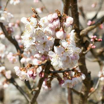 さくらんぼの花の投稿画像一覧 Greensnap グリーンスナップ