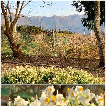恵那山の景色の画像 by はーにゃんさん | 広い庭と日本水仙と香りの花とお家の植物と恵那山の景色とワクワク♡と楽しい田舎暮らし