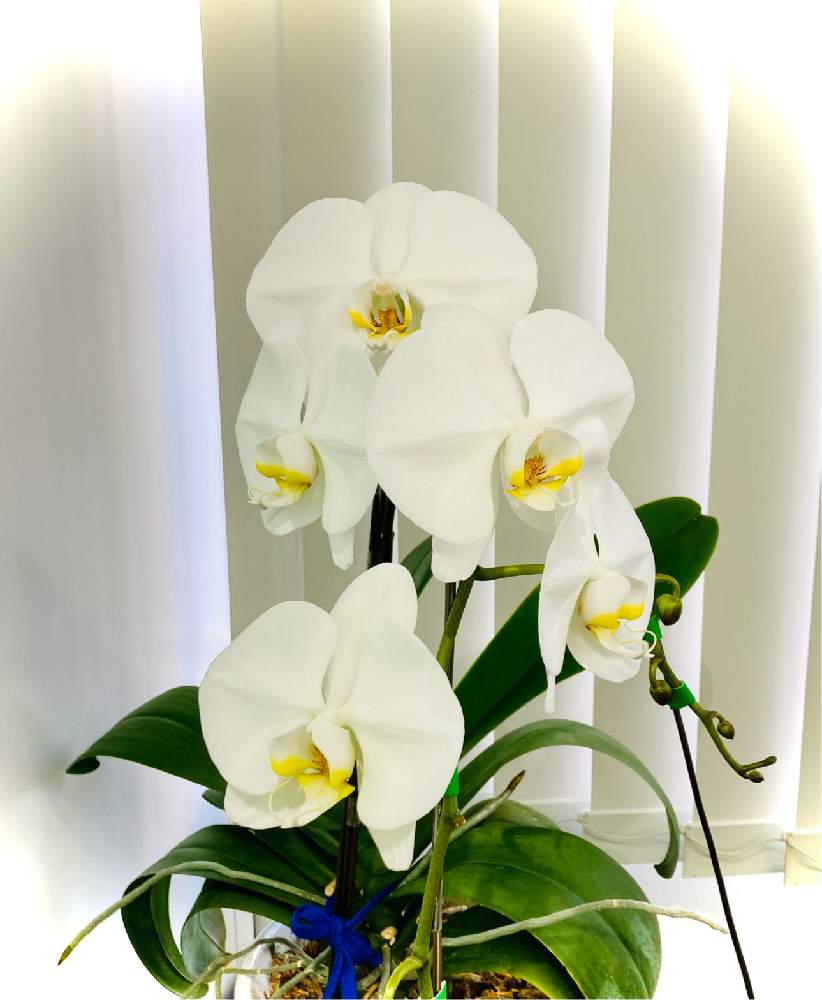 胡蝶蘭の投稿画像 By B On 彩 さん 草木と胡蝶蘭の花と花弁 21月3月19日 Greensnap グリーンスナップ