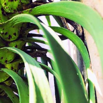 ユッカデスメティアーナの画像 by あっくんさん | 小さな庭とユッカデスメティアーナと葉っぱが好きとヤモリくん
