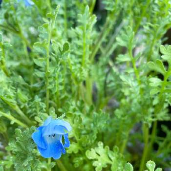 ネモフィラ種まきの投稿画像一覧 Greensnap グリーンスナップ