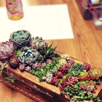 Diyモルタル鉢の投稿画像一覧 Greensnap グリーンスナップ