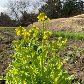 とう立ちの投稿画像一覧 Greensnap グリーンスナップ