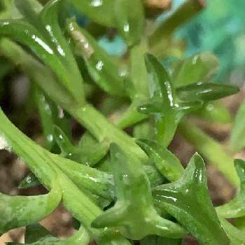 カイガラムシの画像 by 食虫植物と記念Suicaが好きさん | カイガラムシ