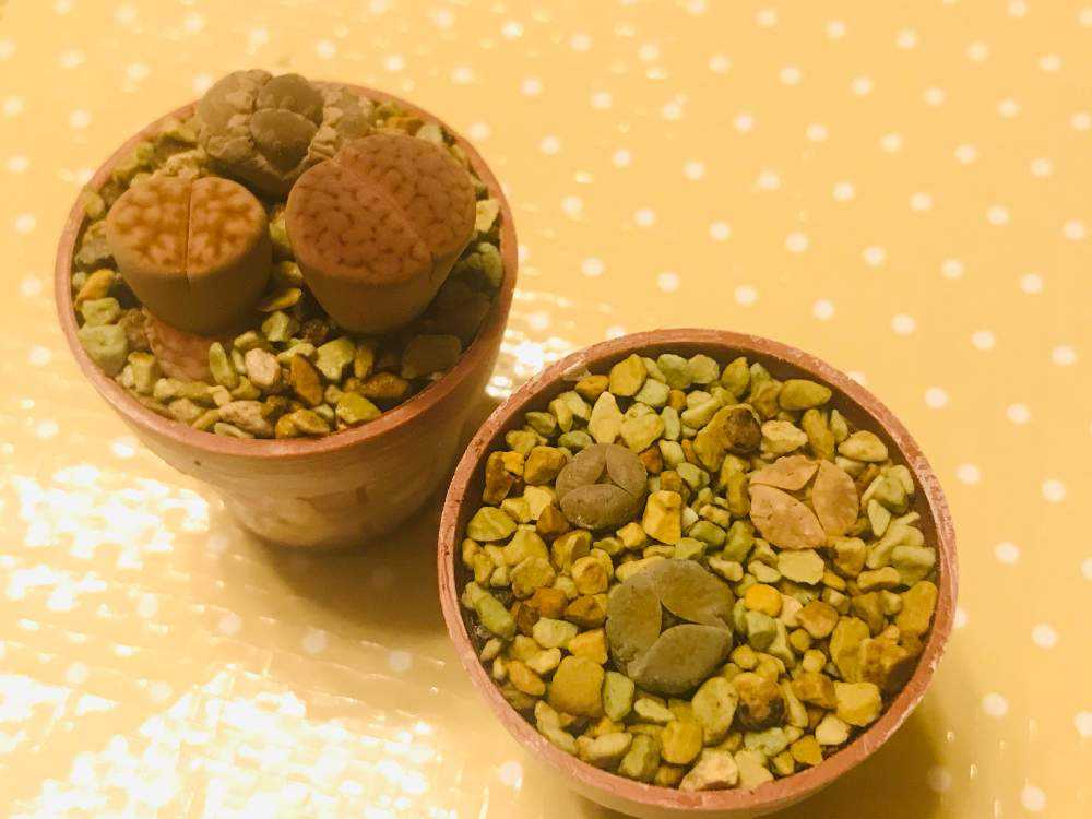 リトープス　三面　モンスター　抜き苗 リトープス三面モンスター抜き苗