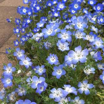 花さんぽの画像 by tomoさん | ネモフィラと青い花と可愛いお花と今日のお花と花さんぽとお散歩道の花たちと北海道からと花さんぽ通り