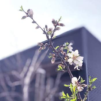 マインドフルネスの画像 by おたまちゃんさん | 小さな庭とアーモンドの花とチーム石川とマインドフルネスと花のある暮らしと石川県といやし♪