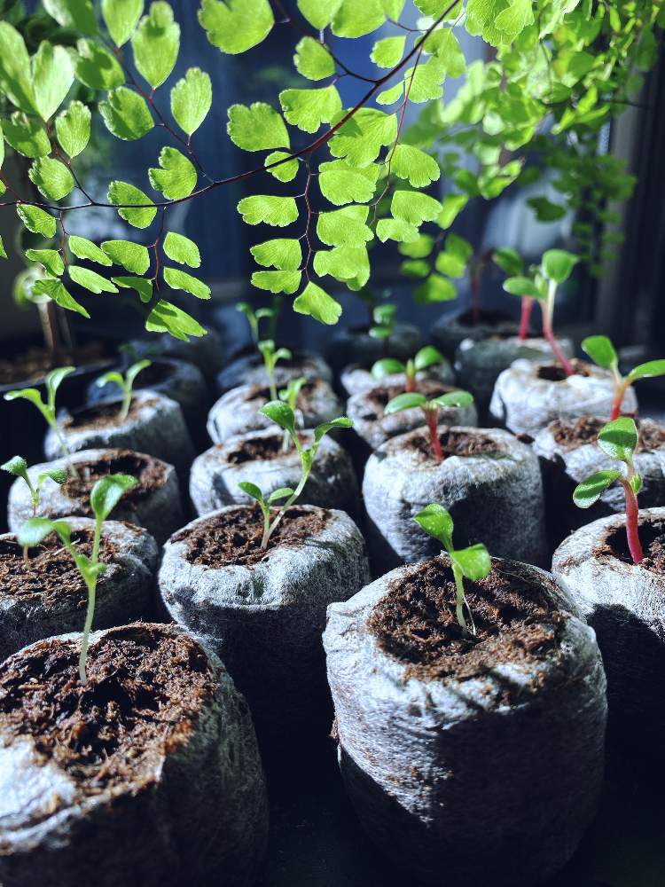 ダイソー産ネモフィラの種まき 関東地方で11月の部屋蒔き Greensnap グリーンスナップ