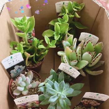 コメリの投稿画像一覧 Greensnap グリーンスナップ