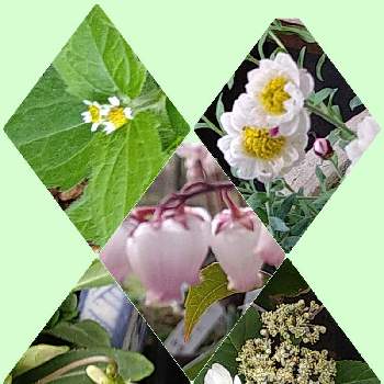 冬あじさいの投稿画像一覧 Greensnap グリーンスナップ