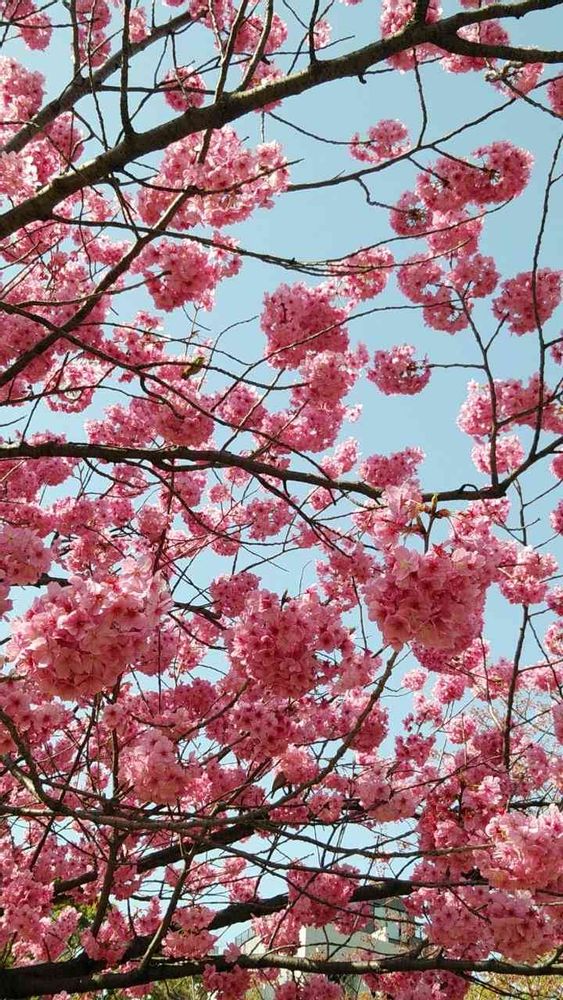 bouquetさんの横浜公園への投稿